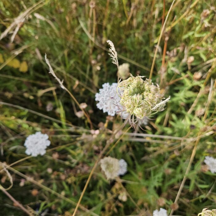 wildflower meadow