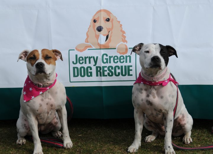 A picture of two dogs infront of a jerry green dog rescue logo